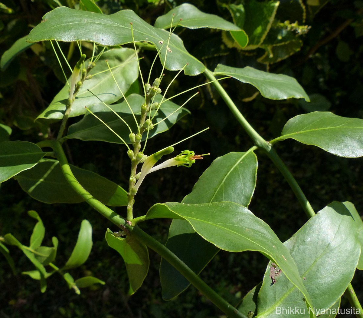 Dendrophthoe falcata (L.f.) Ettingsh.
